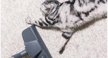 4 HVAC Tips for Pet Owners